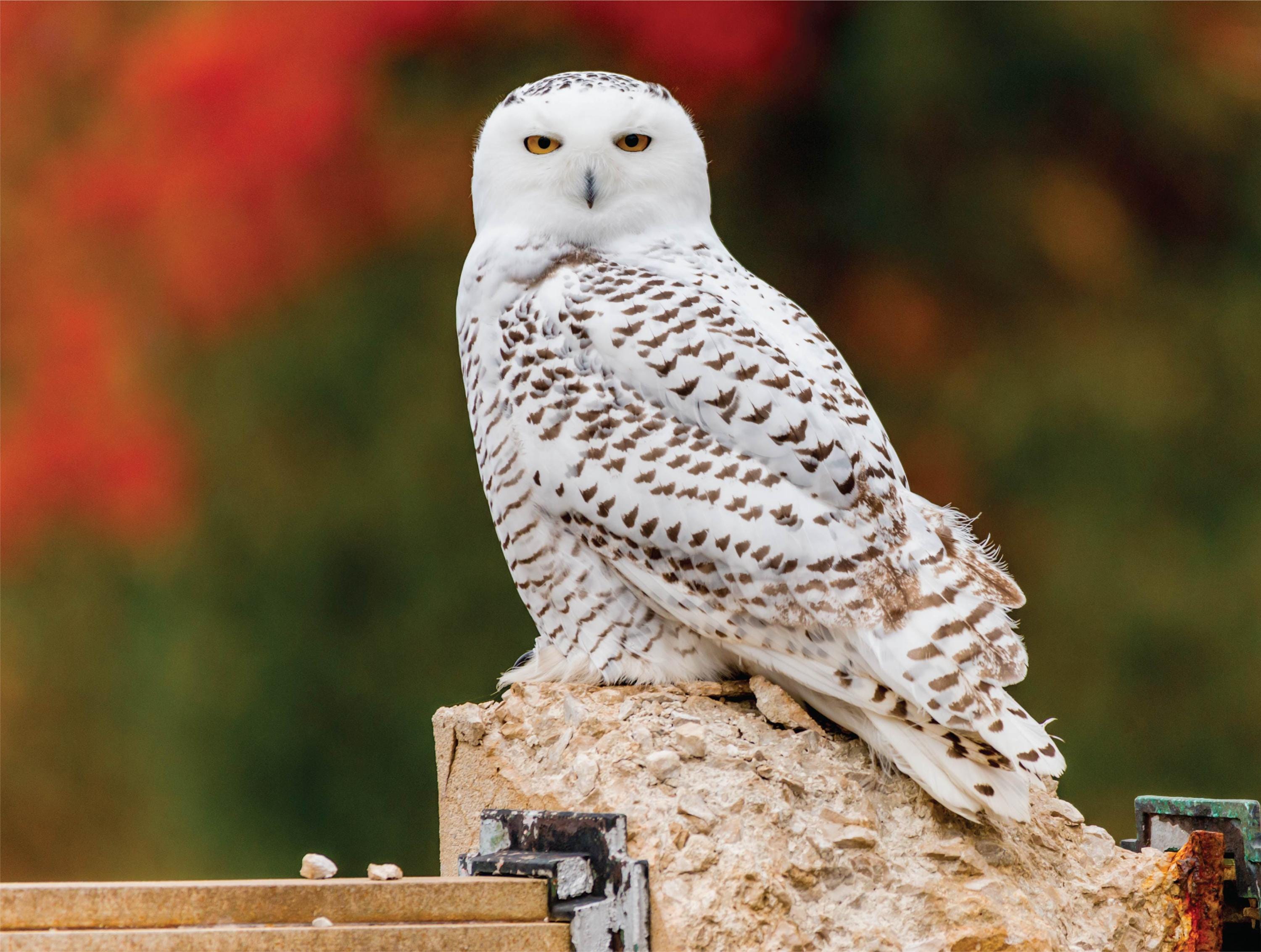 Image of Animal Puzzles