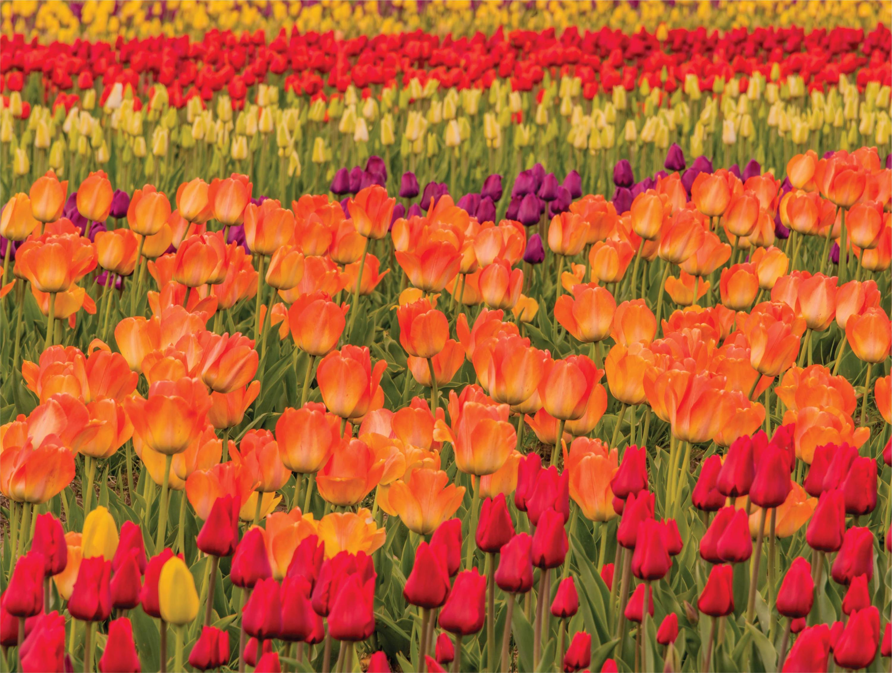 Image of Flora Puzzles