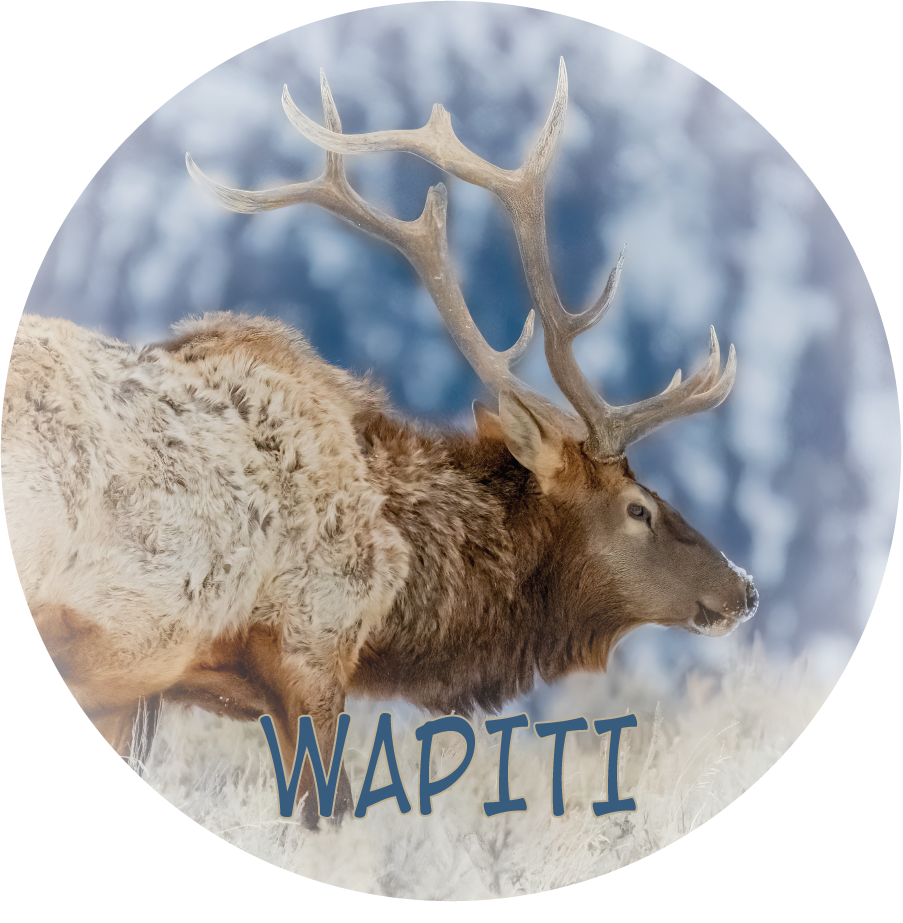 Image of WAPITI - FLEXIBLE MAGNET
