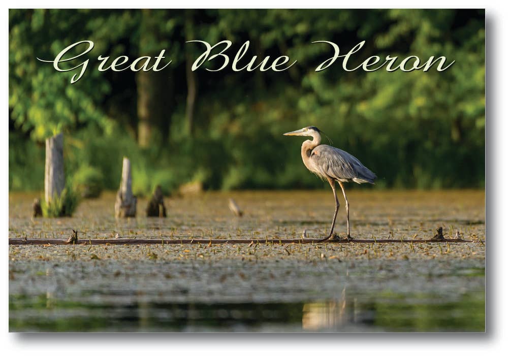 GREAT BLUE HERON - Generic Postcard
