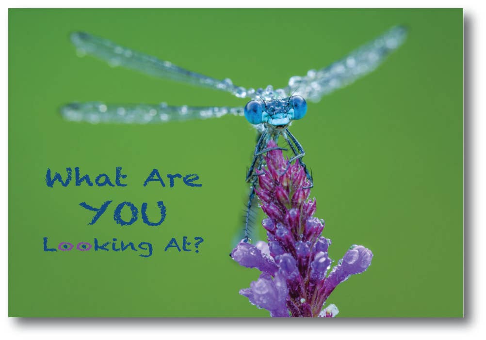 Image of WHAT ARE YOU LOOKING AT? - Generic Postcard
