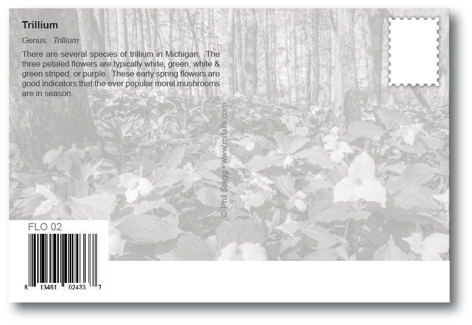 TRILLIUMS - Michigan Postcard