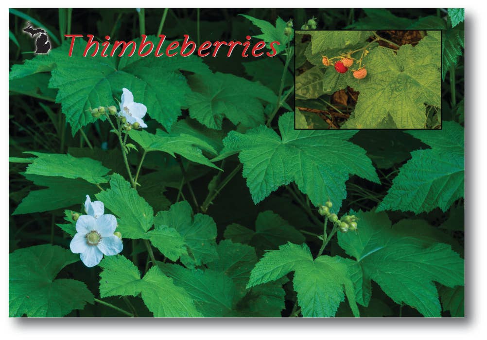 THIMBLEBERRIES - Michigan Postcard