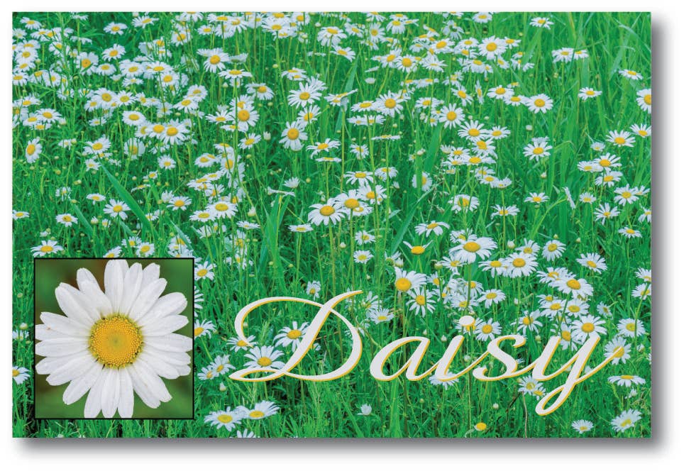 DAISY - Generic Postcard
