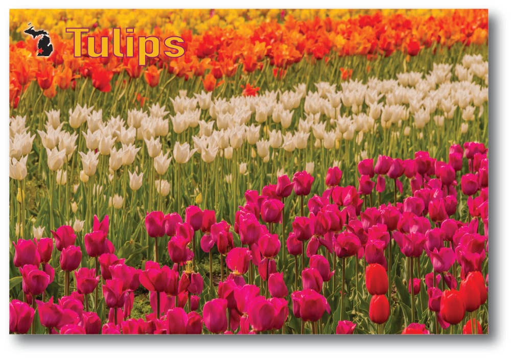 Image of TULIPS - Holland Michigan Postcard