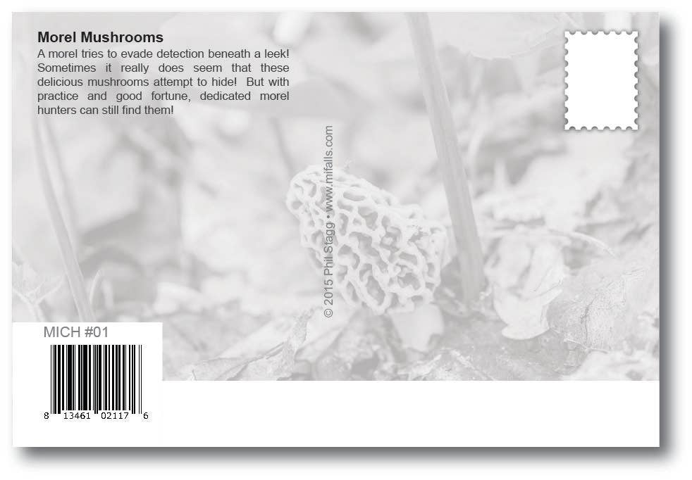 Image of MOREL MUSHROOMS - Michigan Postcard