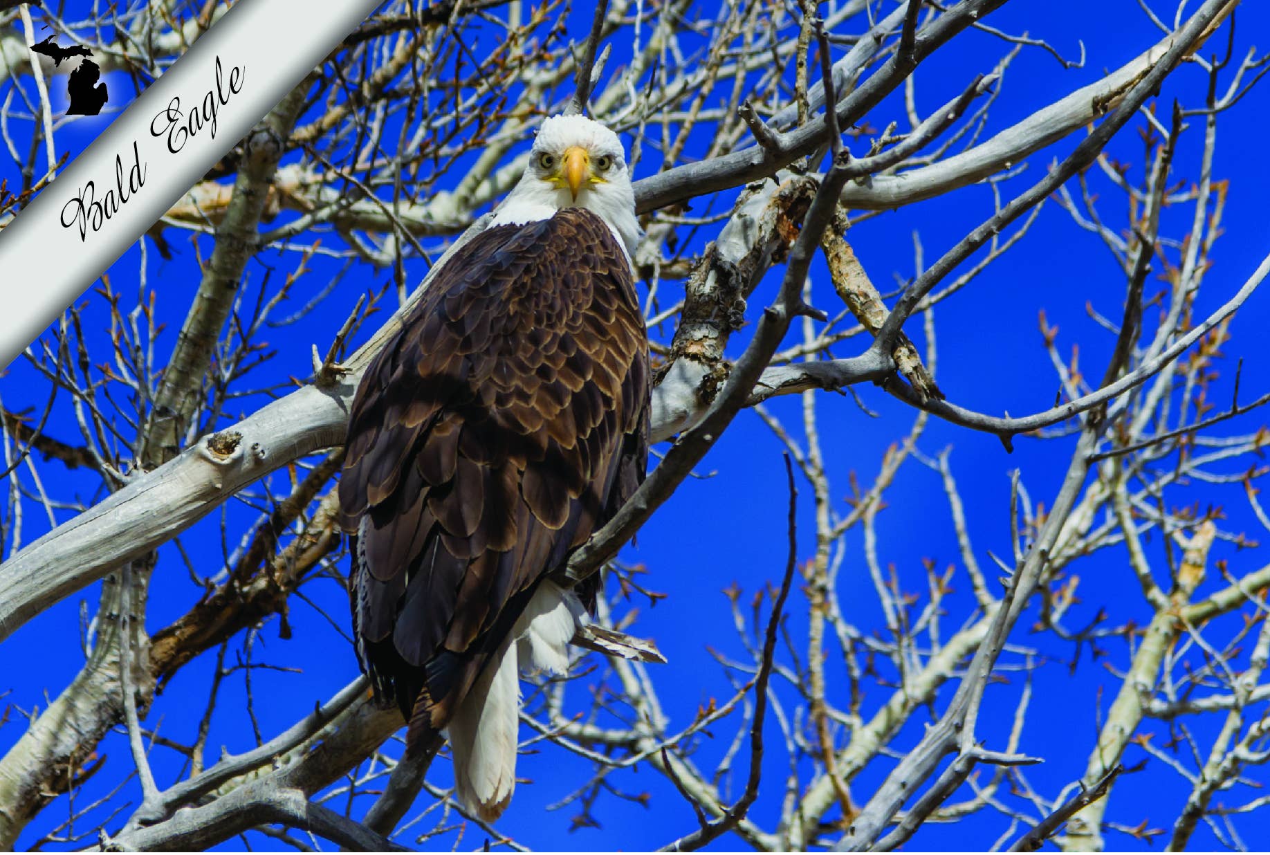 Bald Eagle in Tree | Postcard