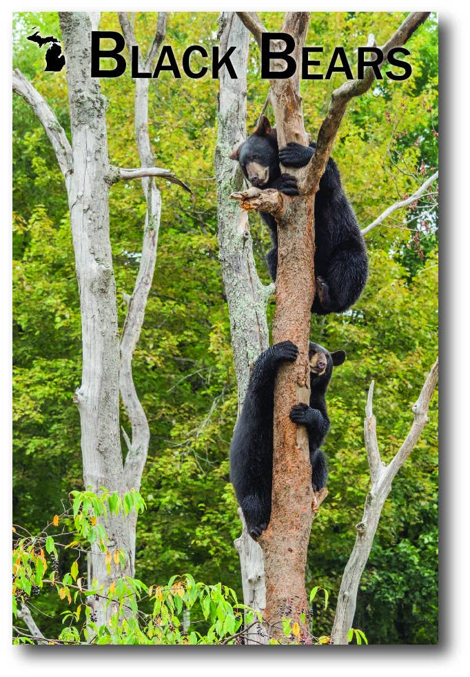 Image of BLACK BEARS - Michigan Postcard