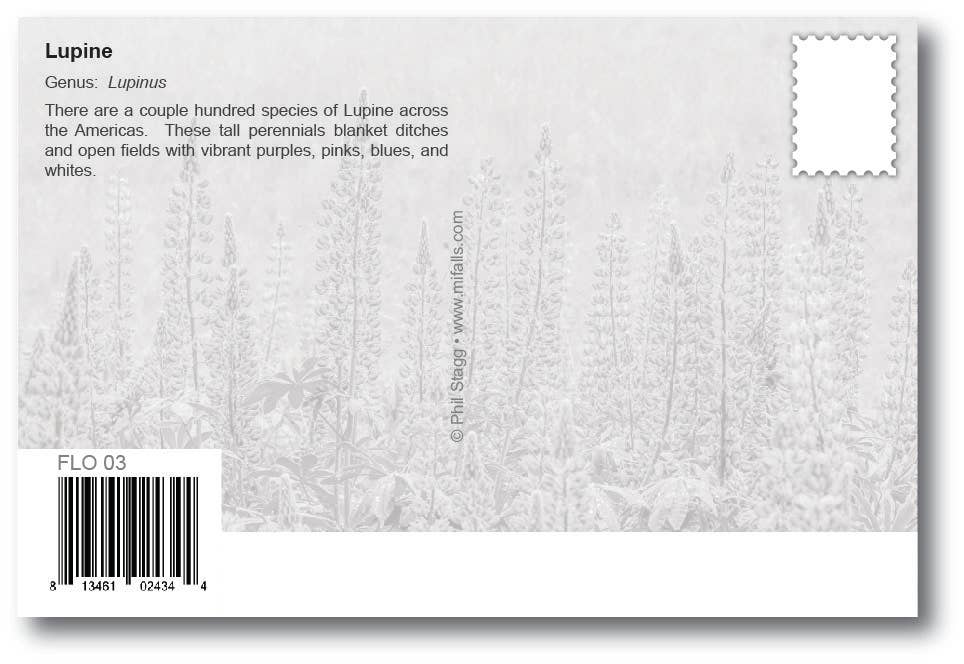 LUPINE - Generic Postcard