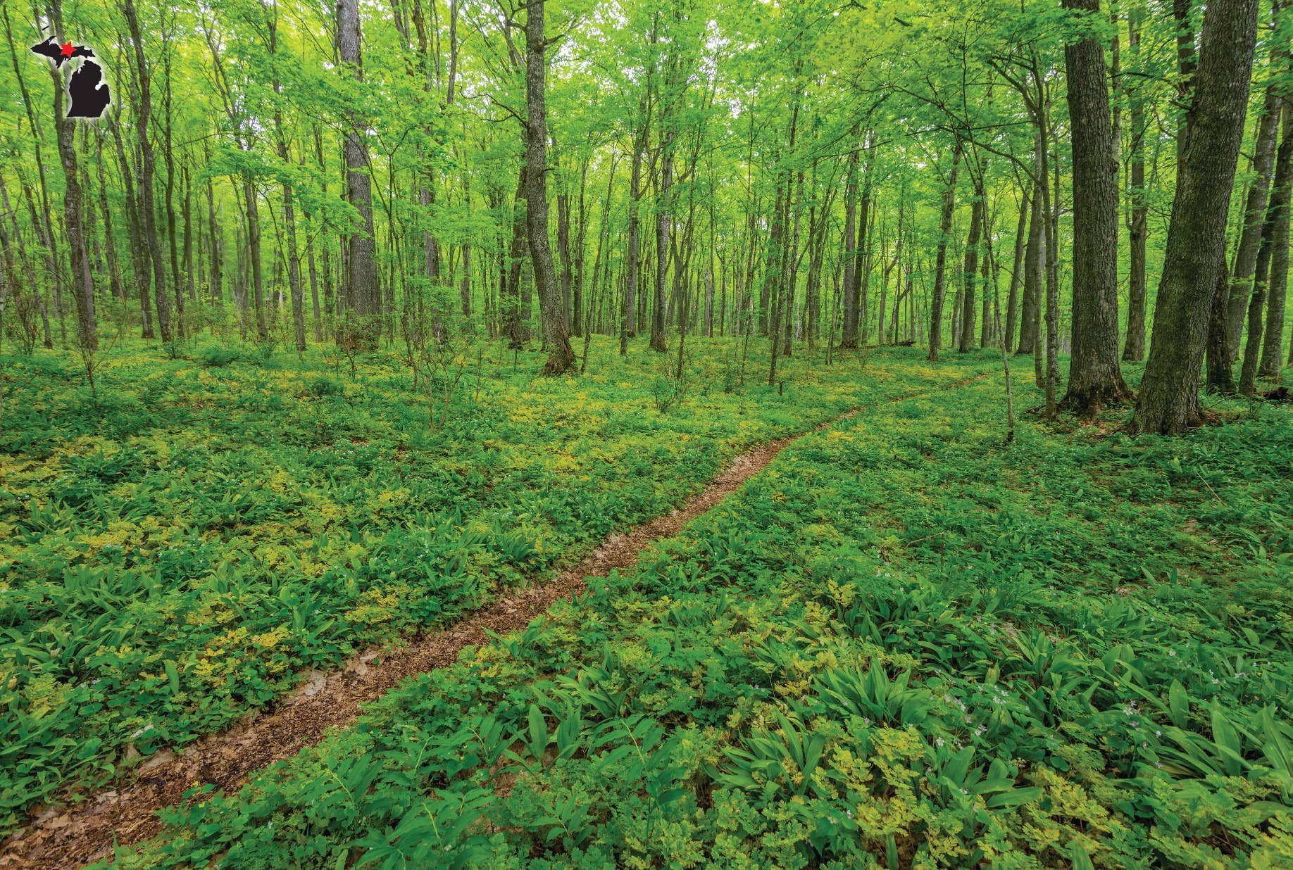 Image of HIKING IN THE PICTURED ROCKS NATIONAL LAKESHORE - Postcard
