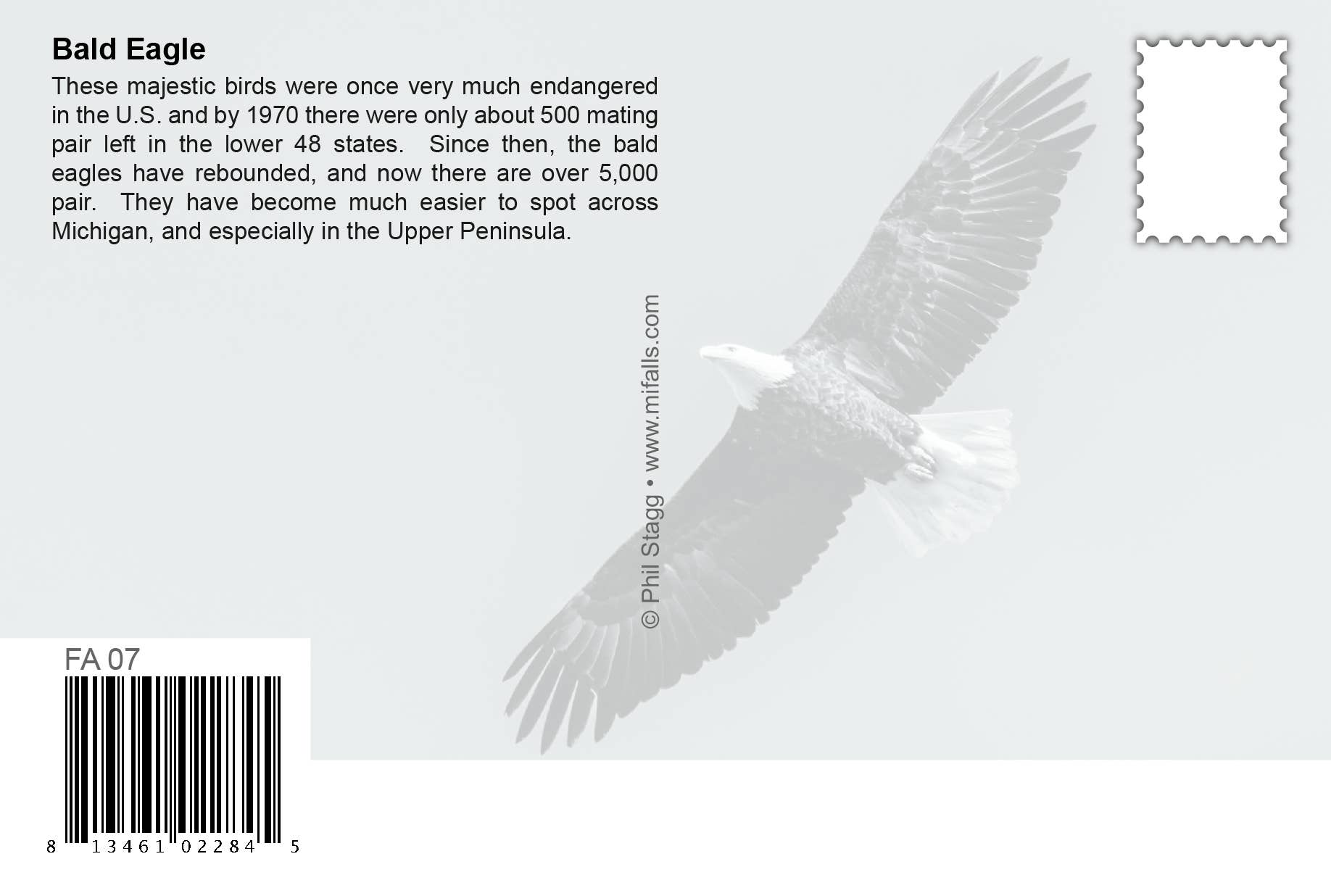Bald Eagle in Flight | Postcard