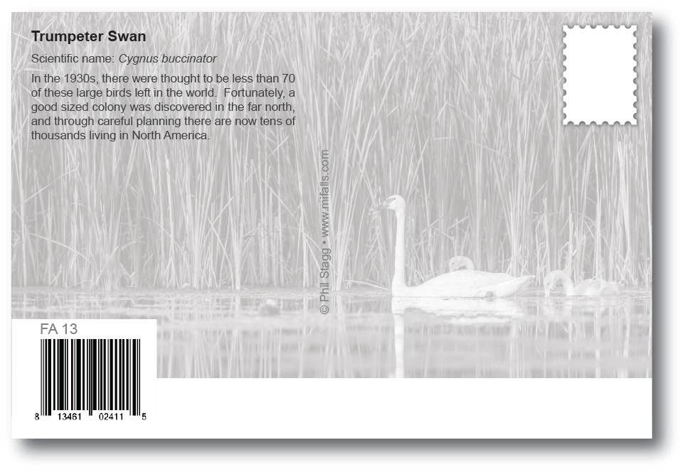 Image of TRUMPETER SWAN - Generic Postcard