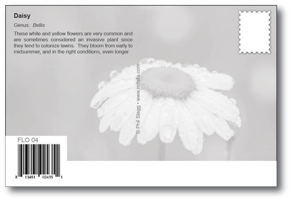 Image of DAISY - Generic Postcard