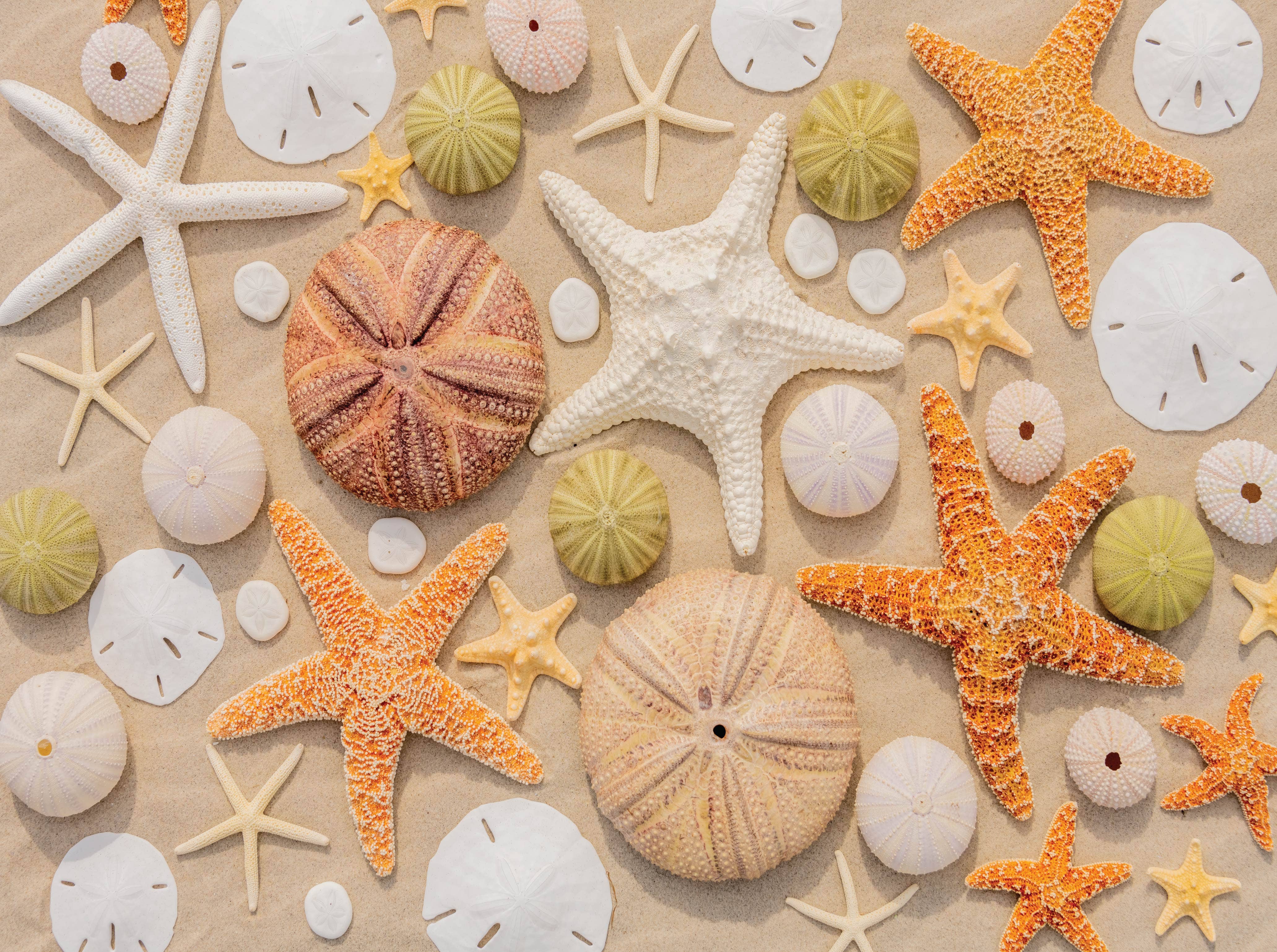 Image of Seashore Seashells - 1000 Piece Puzzle