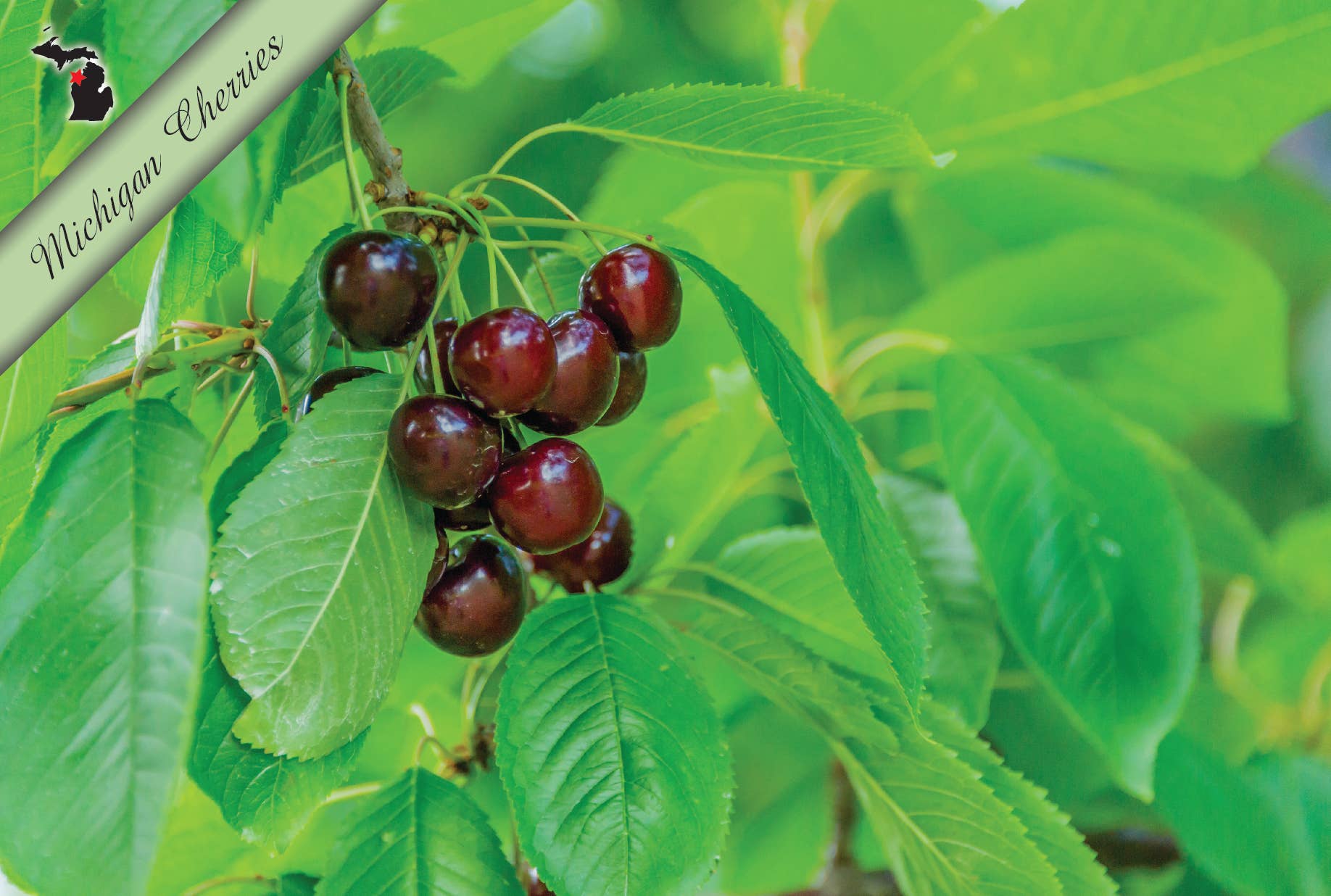 MICHIGAN CHERRIES - Michigan Postcard - Succulent Varieties
