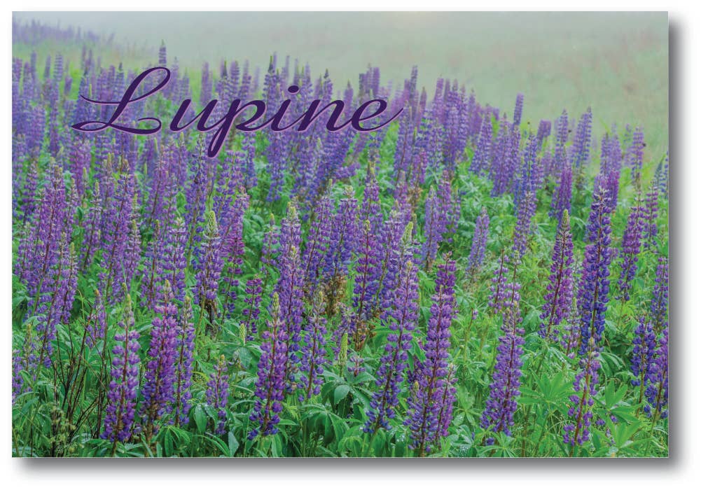 LUPINE - Generic Postcard