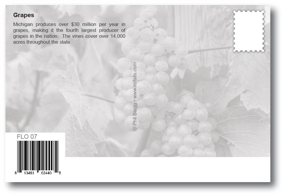 Image of GRAPES - Michigan Postcard