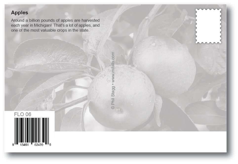 APPLES - Michigan Themed Postcards