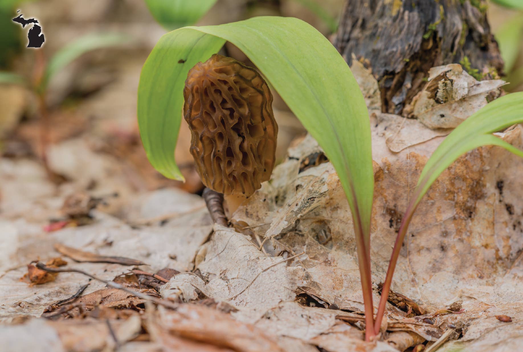 MOREL MUSHROOMS - Michigan Postcard