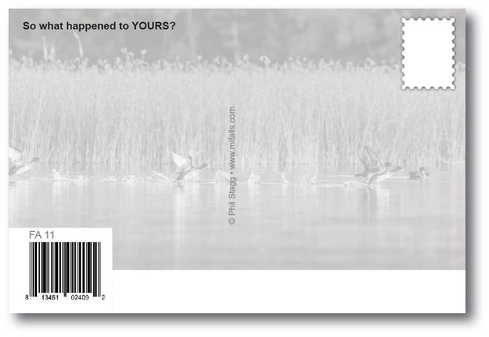 Image of I GOT MY DUCKS IN A ROW - Generic Postcard