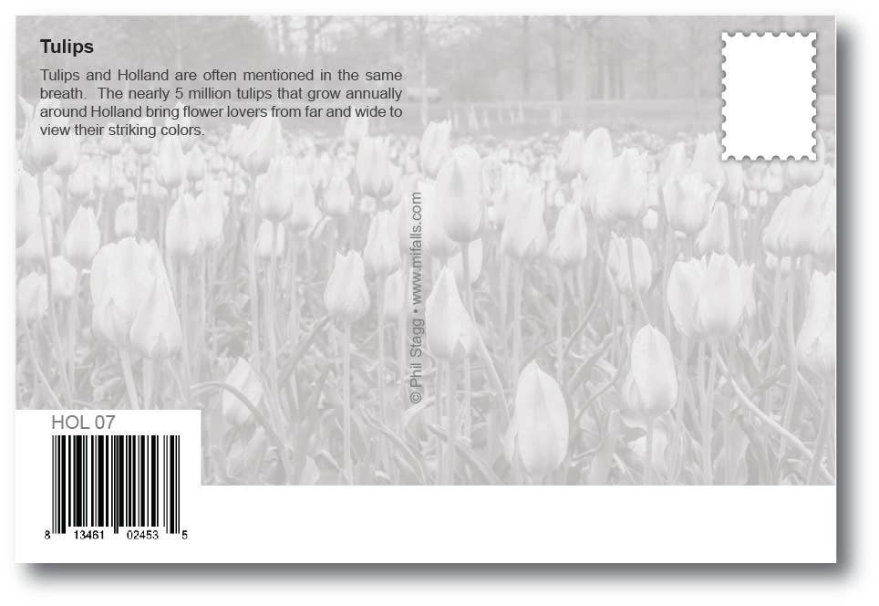 Image of TULIPS - Holland Michigan Postcard