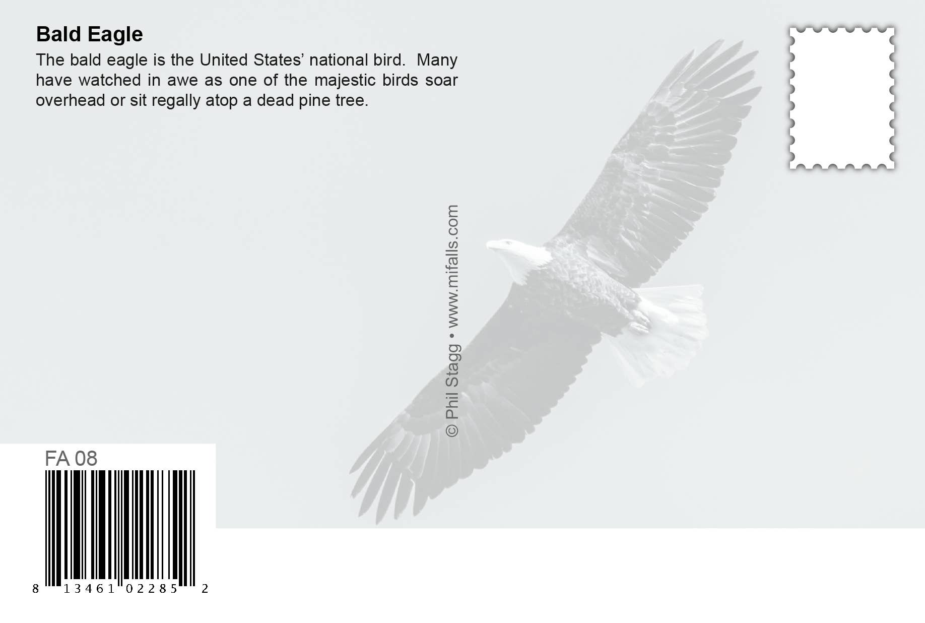 Image of Bald Eagle in Tree | Postcard