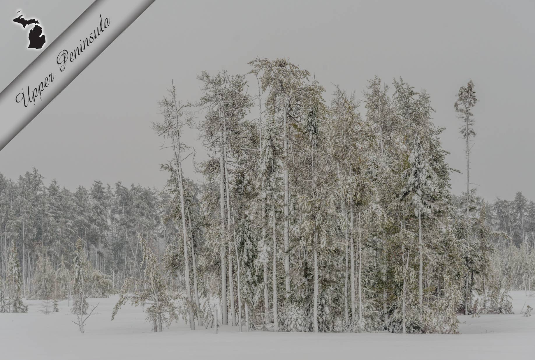 Image of SNOWY TREES - UPPER PENINSULA - Michigan Postcard