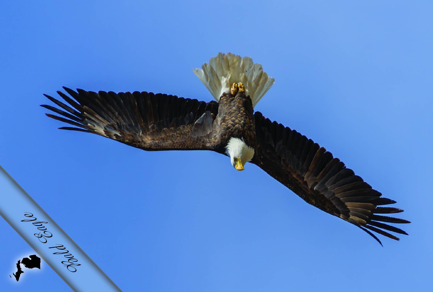 Image of Bald Eagle in Flight | Postcard
