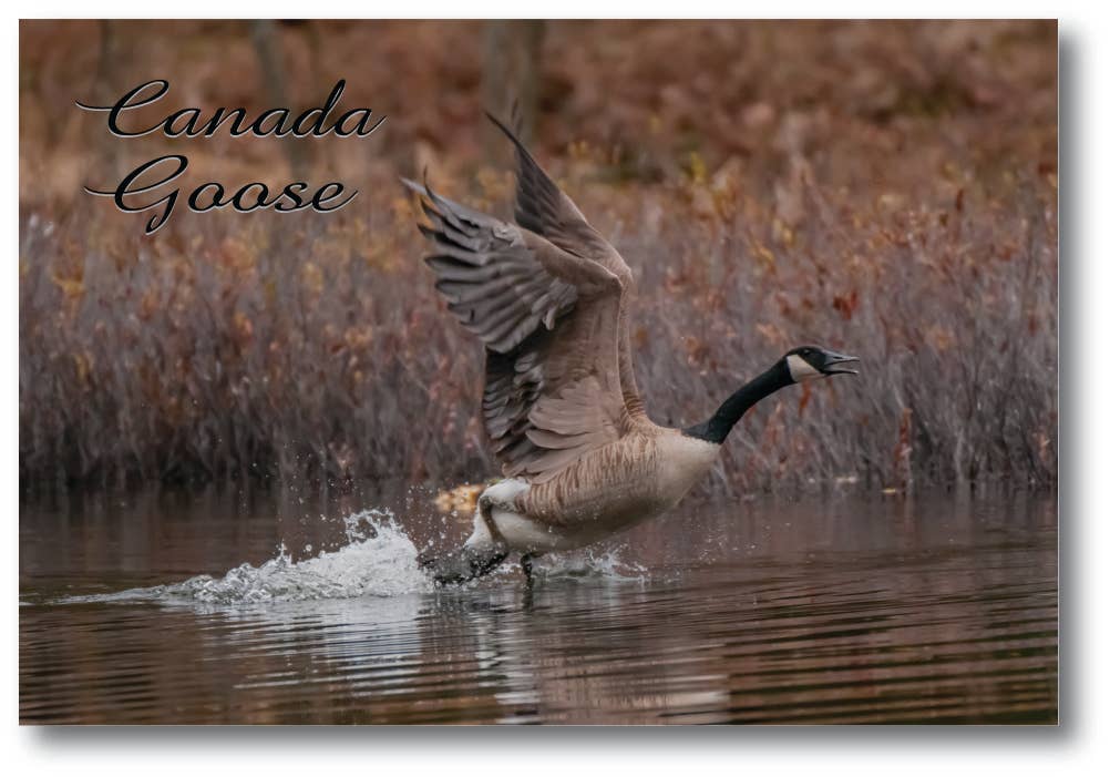 Image of CANADA GOOSE - Postcard