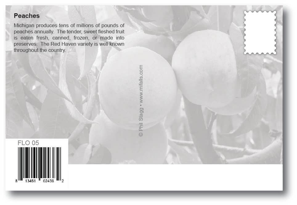 PEACHES - Michigan Postcard
