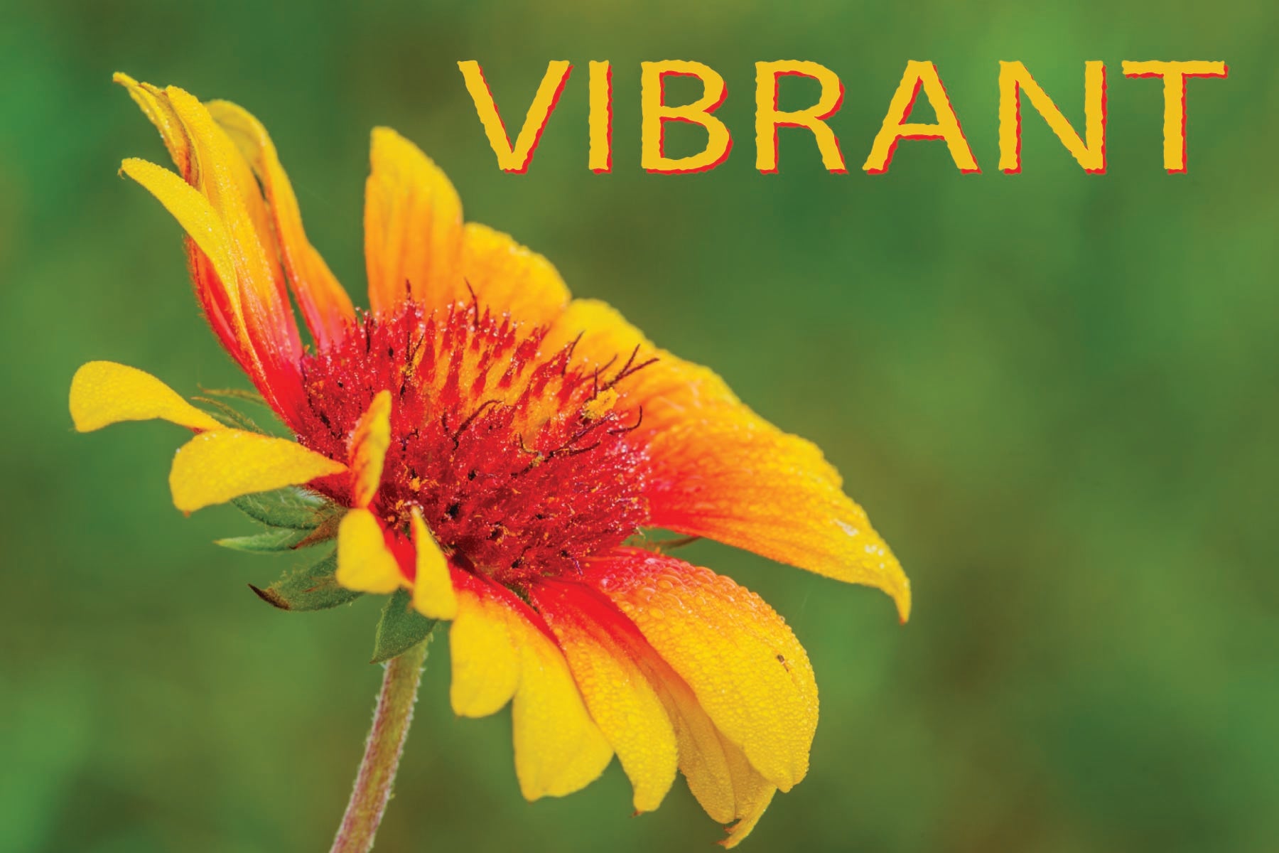 Image of VIBRANT - 4