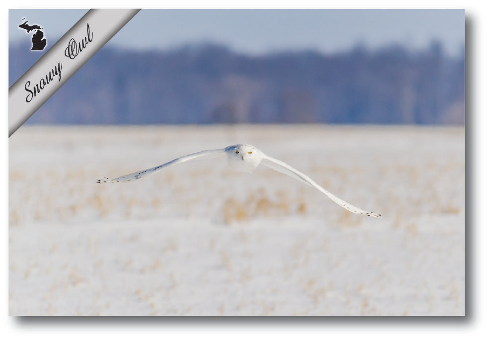 Image of SNOWY OWL - 4