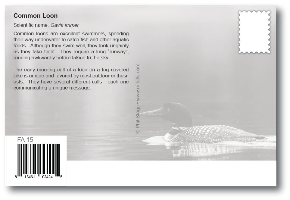 COMMON LOON - 4"x6" Quality Michigan Postcard
