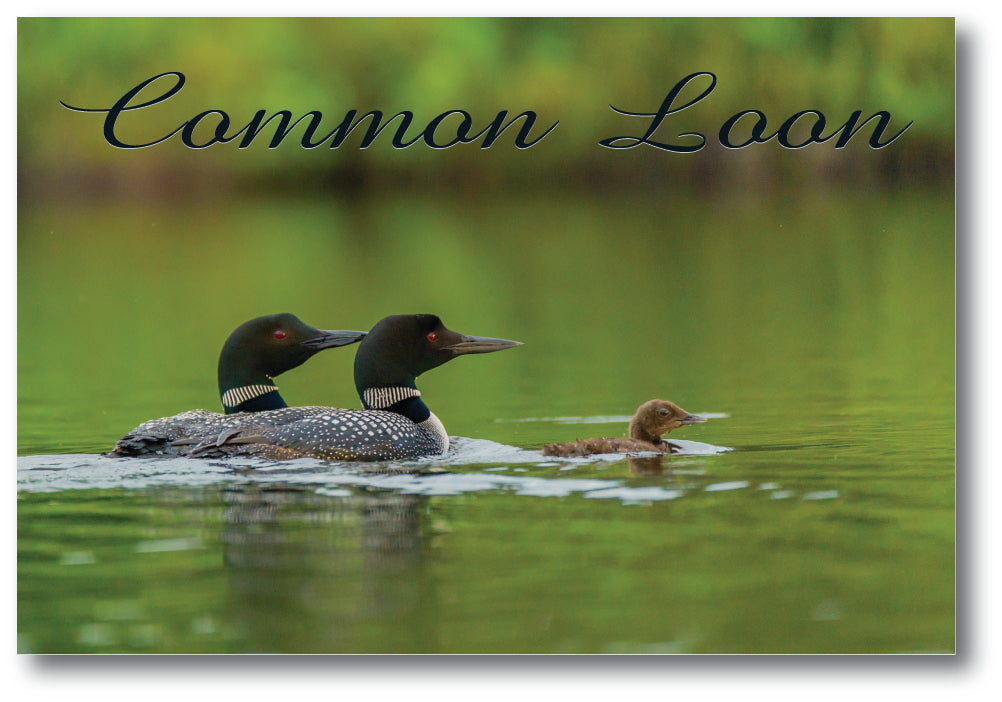Image of COMMON LOON - 4