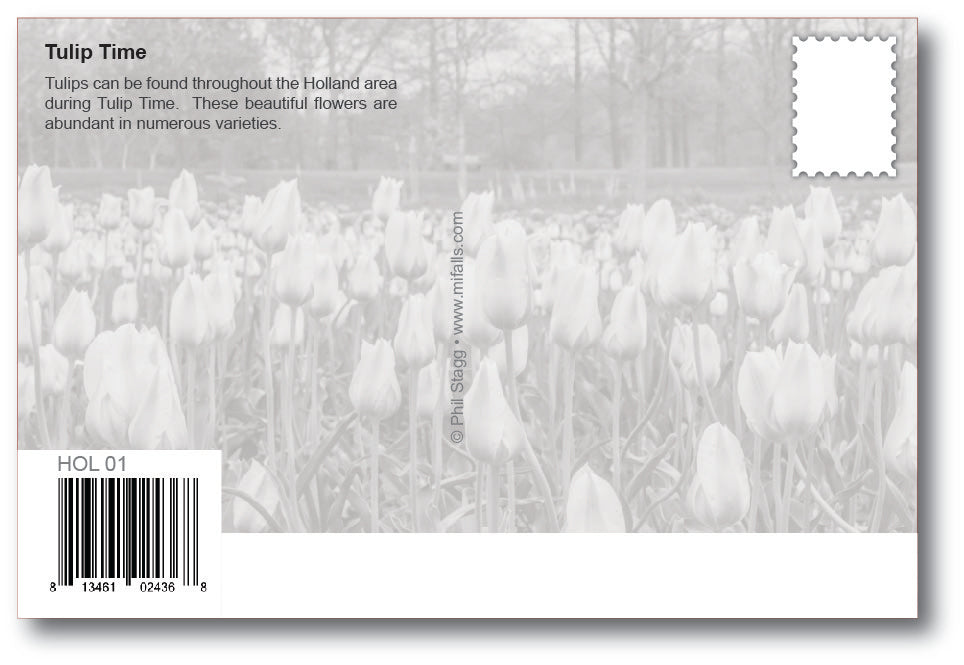 Image of HOLLAND TULIPS - 4