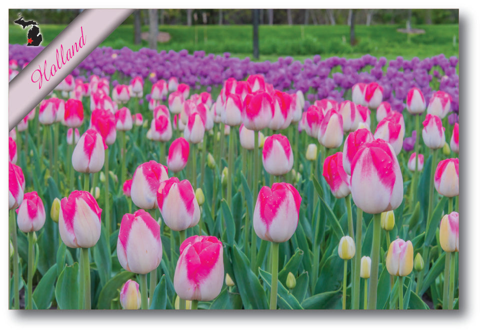 Image of HOLLAND TULIPS - 4