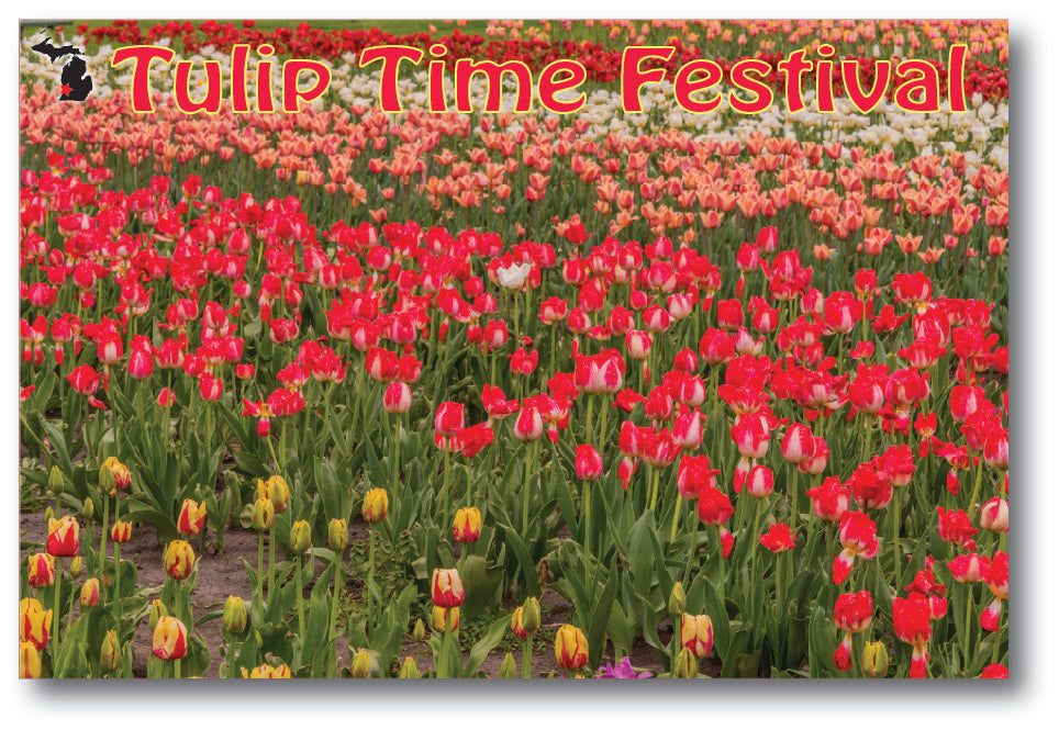 HOLLAND TULIP TIME FESTIVAL - 4"x6" Quality Michigan Postcard