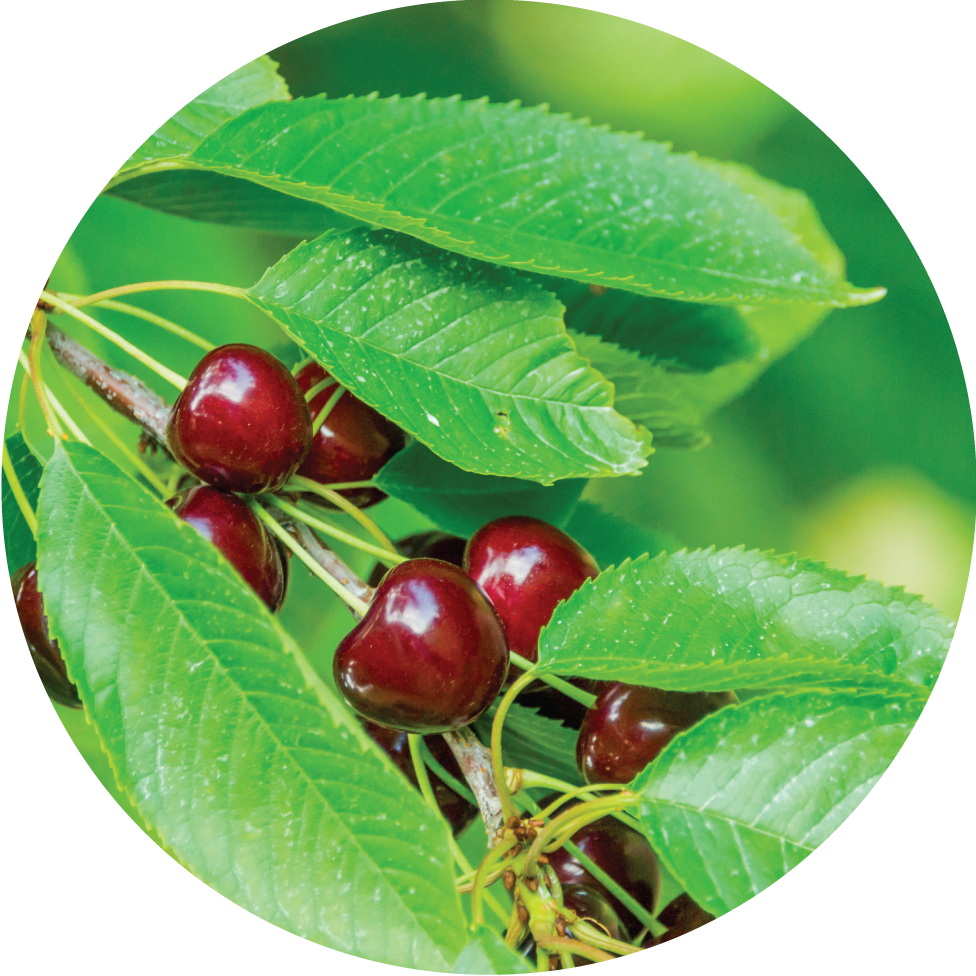 CHERRIES - FLEXIBLE MAGNET