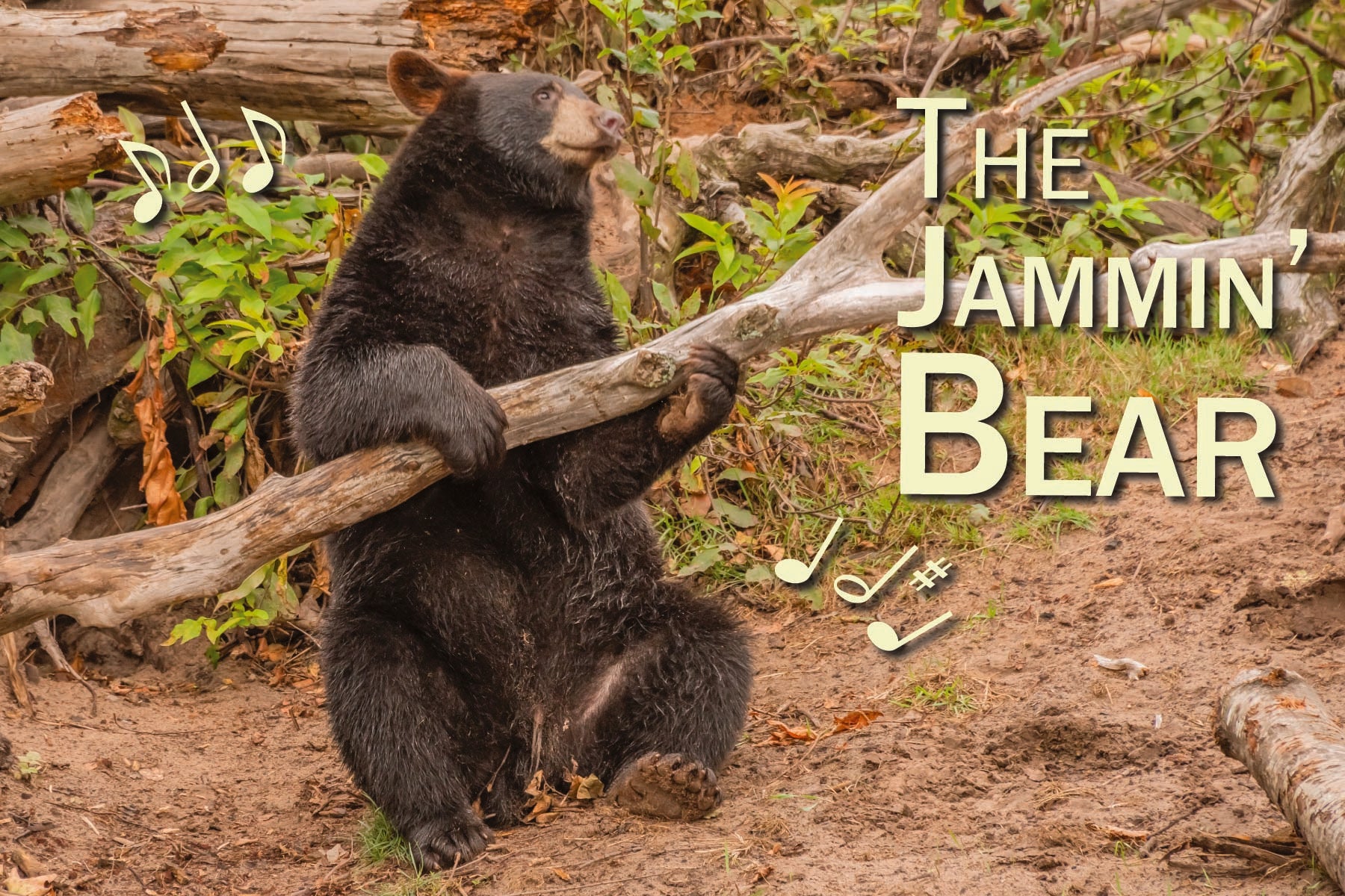 Image of THE JAMMIN' BEAR - Humorous Postcard