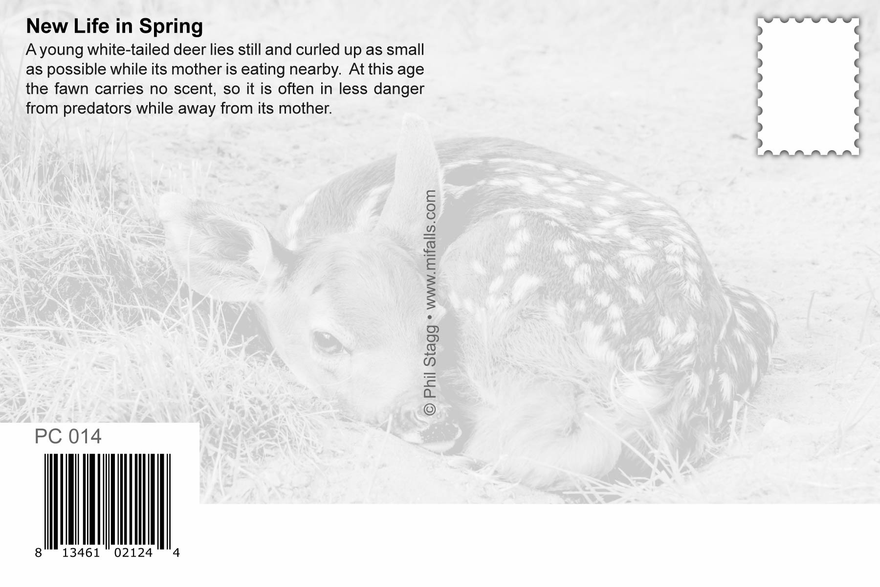 Image of WHITE-TAILED DEER - Michigan Postcard