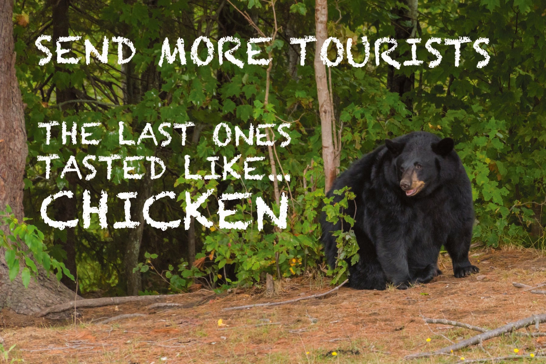 TASTED LIKE CHICKEN - Humorous 4"x6" Postcard