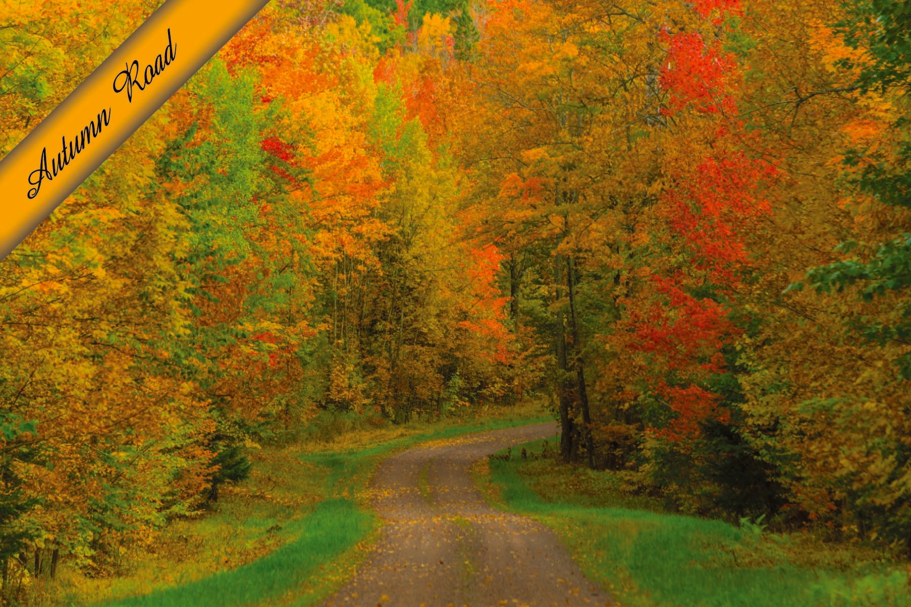 AUTUMN - 4"x6" Quality Postcard
