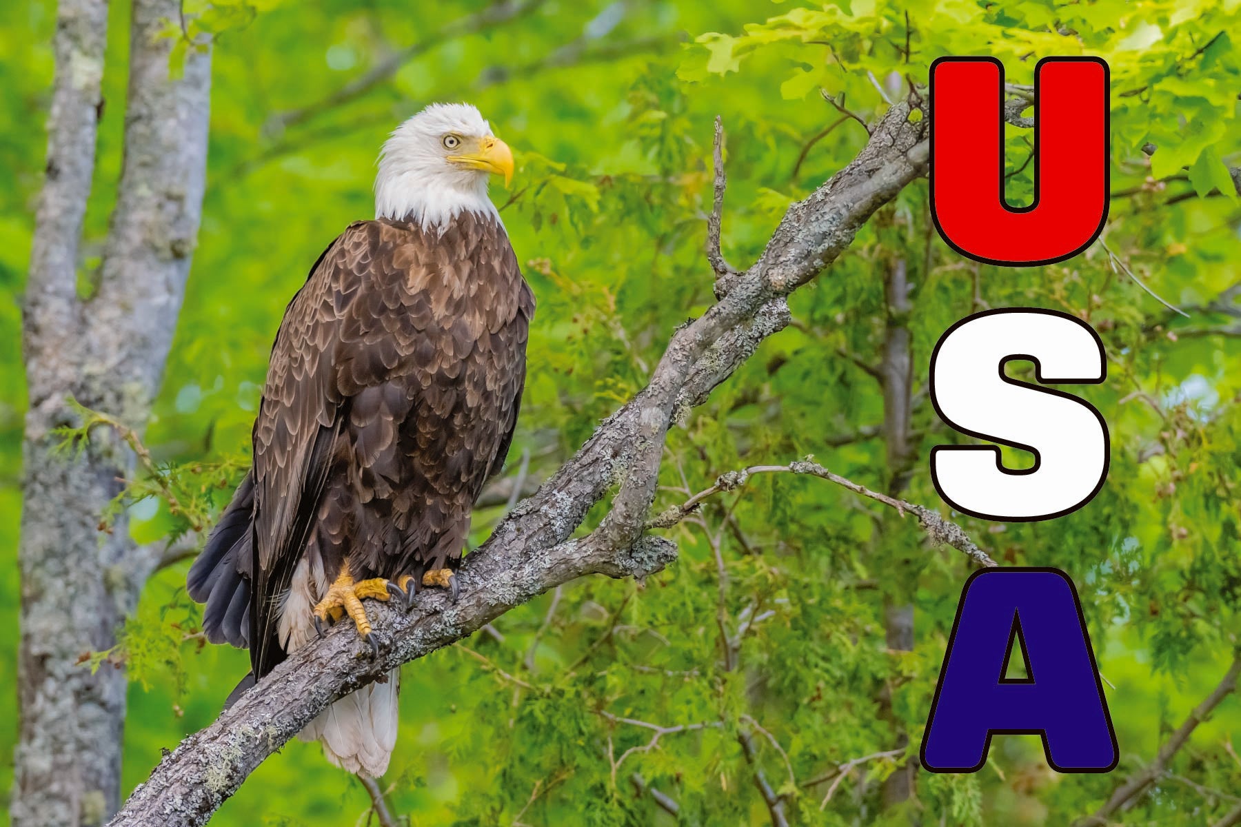 Image of USA - BALD EAGLE - 4