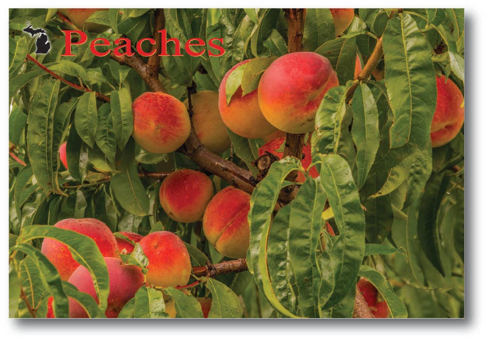 Image of PEACHES - Michigan Postcard