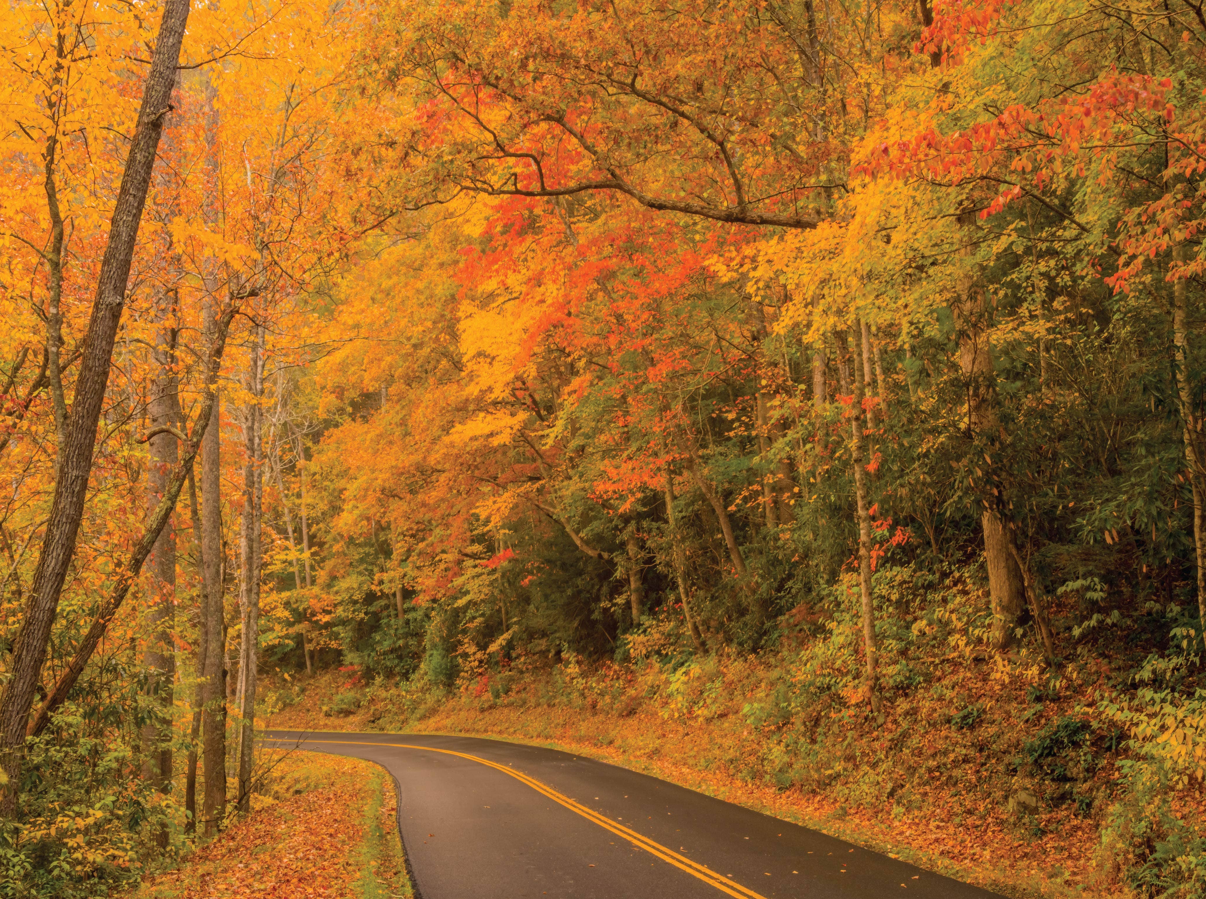 Image of Autumn Drive - 1000 Piece Puzzle