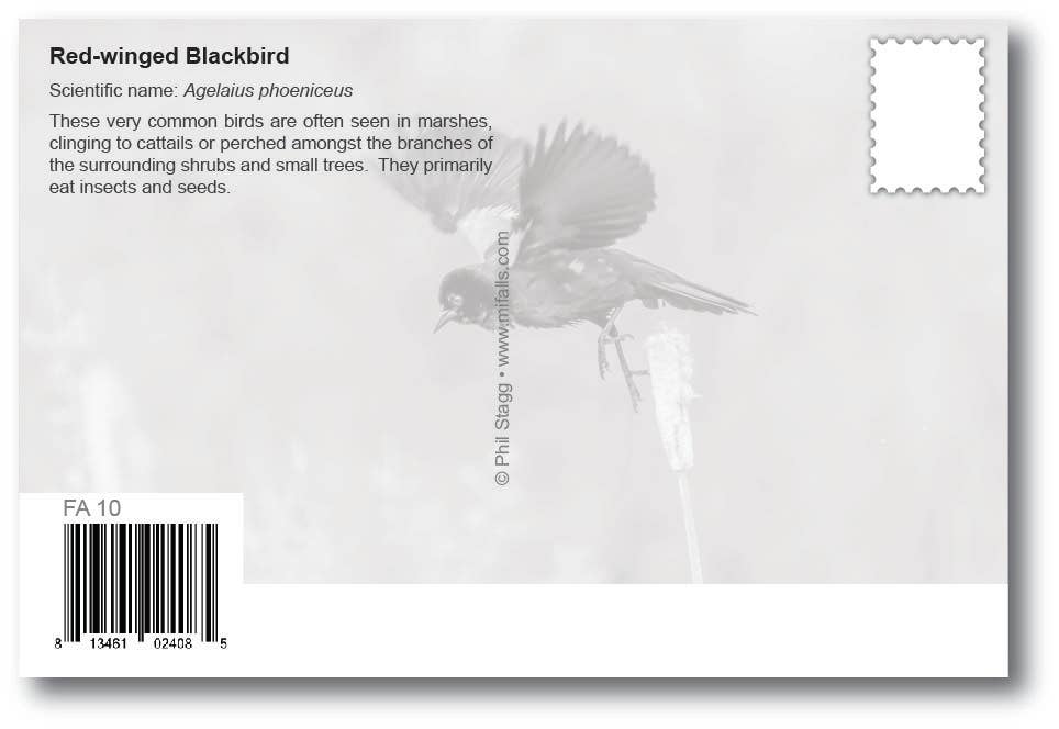 Image of RED-WINGED BLACKBIRD - Generic Postcard