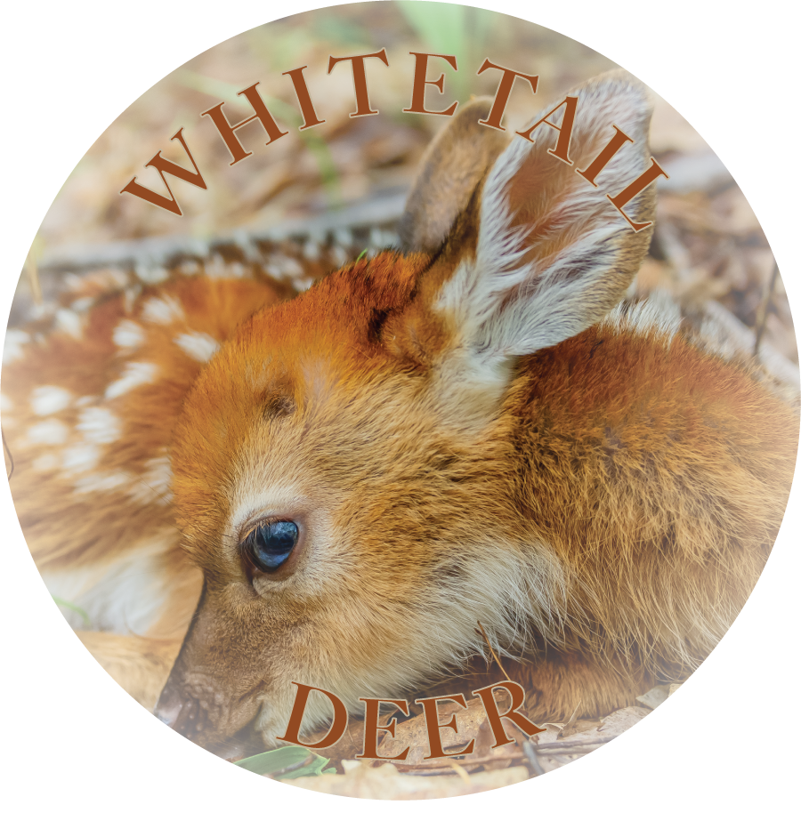 Image of WHITETAIL DEER - FLEXIBLE MAGNET
