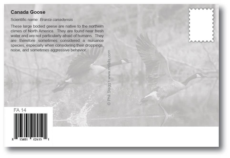 Image of CANADA GOOSE - Postcard