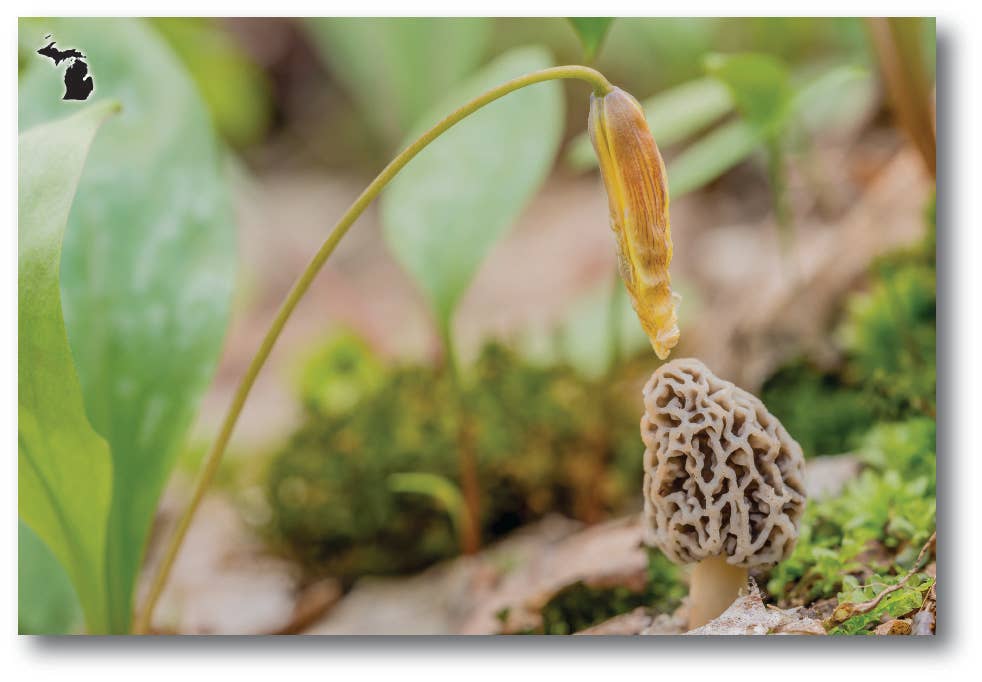 Image of MOREL WITH ADDER'S TONGUE - Michigan Postcard