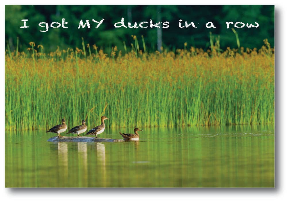 Image of I GOT MY DUCKS IN A ROW - Generic Postcard